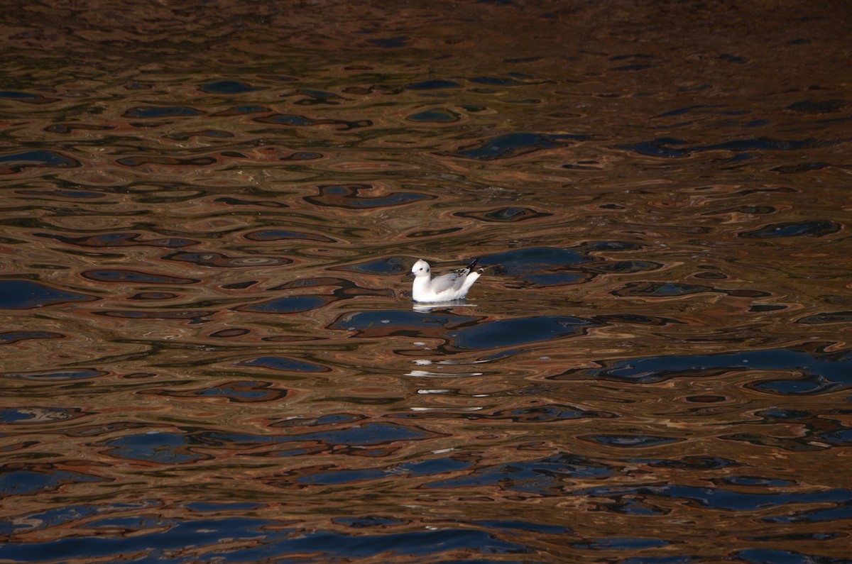 שחף אמריקני - ML646246359