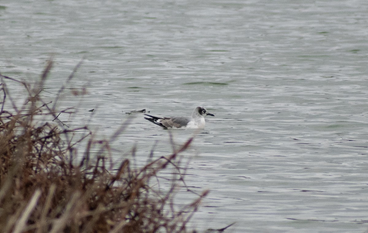 Franklin's Gull - ML646246360