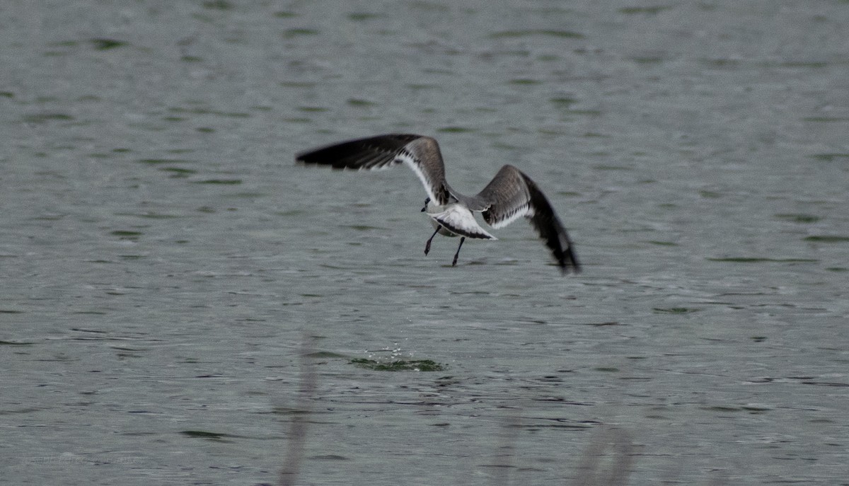 Franklin's Gull - ML646246361