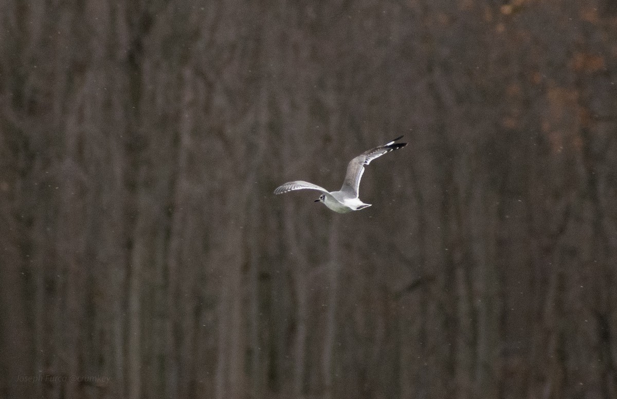 Franklin's Gull - ML646246362