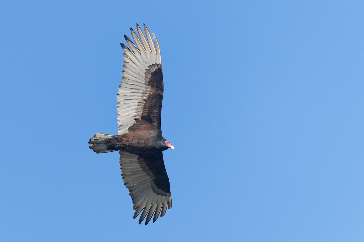Turkey Vulture - ML646246366