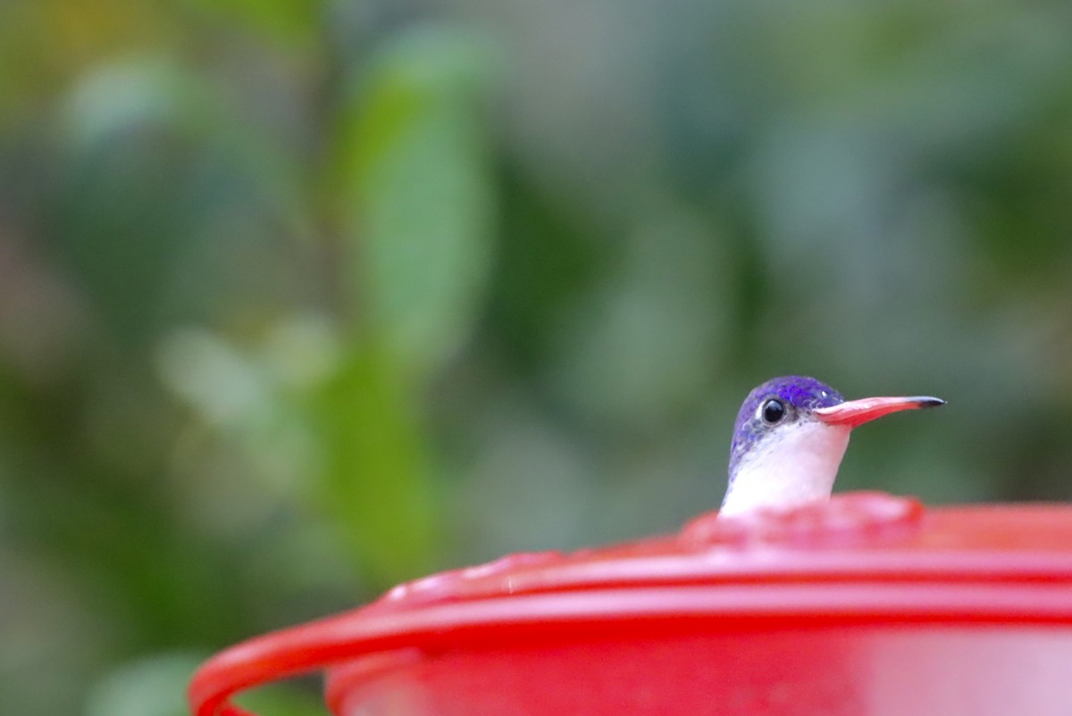 Violet-crowned Hummingbird - ML646246378