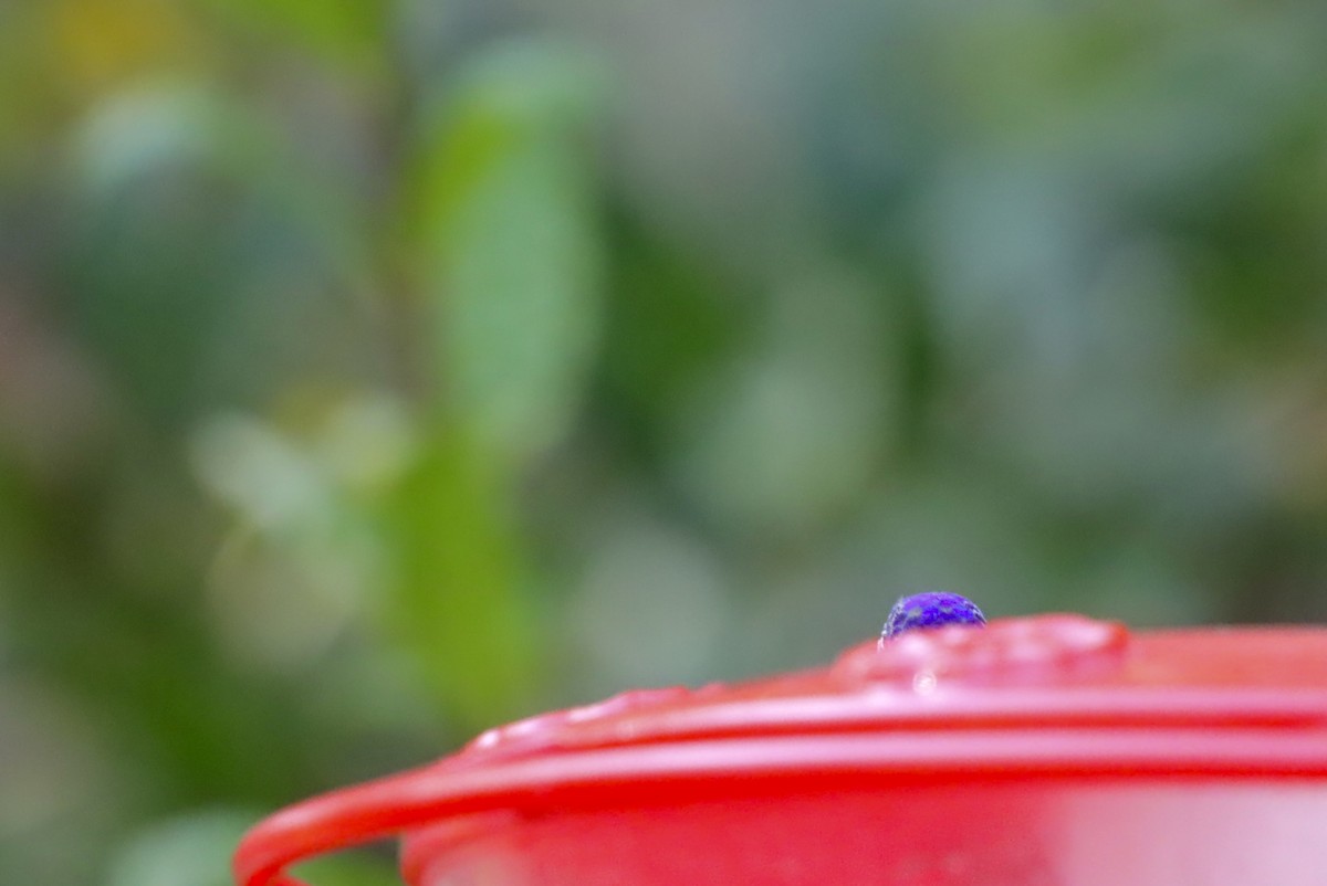 Violet-crowned Hummingbird - ML646246379