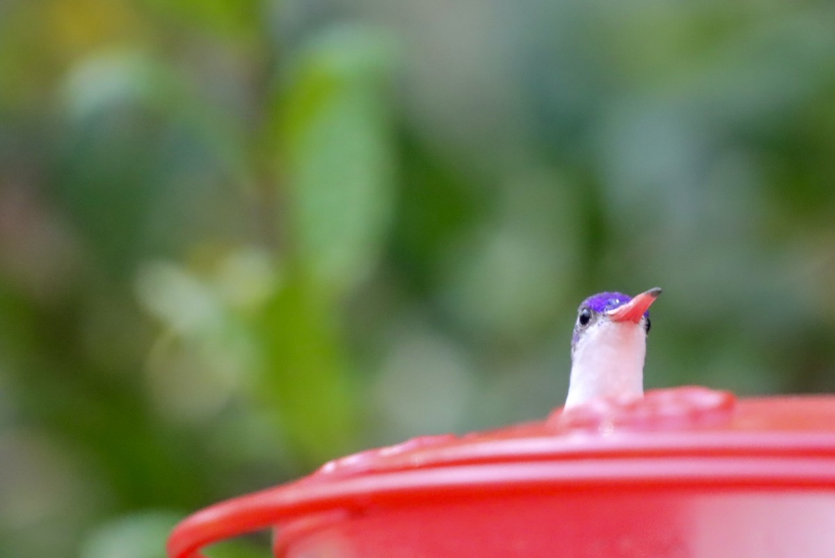 Violet-crowned Hummingbird - ML646246380