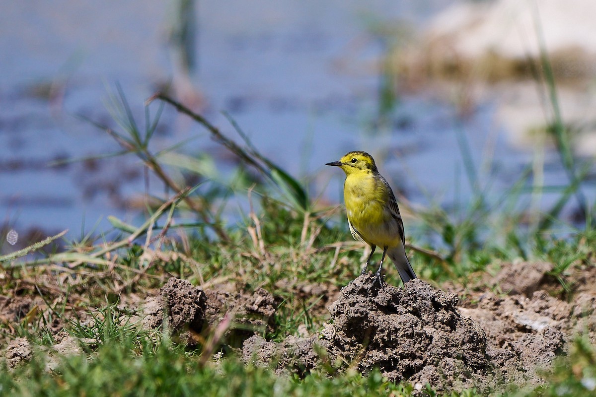 黃頭鶺鴒 - ML646246381