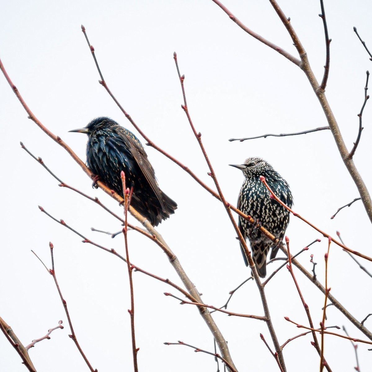 European Starling - ML646246382