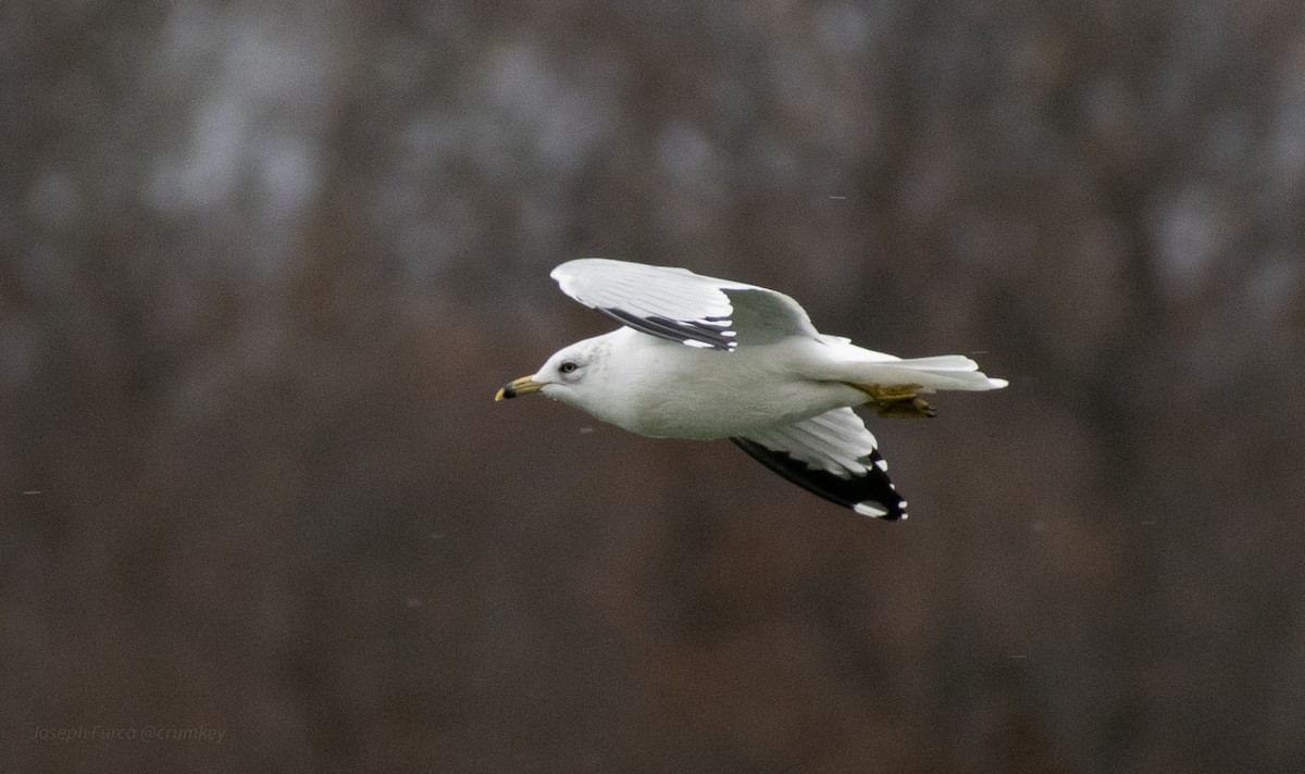 Ring-billed Gull - ML646246385