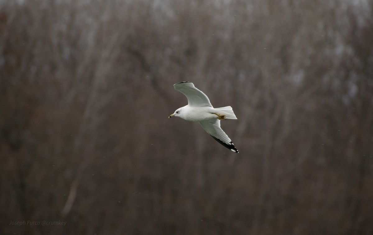 Ring-billed Gull - ML646246386