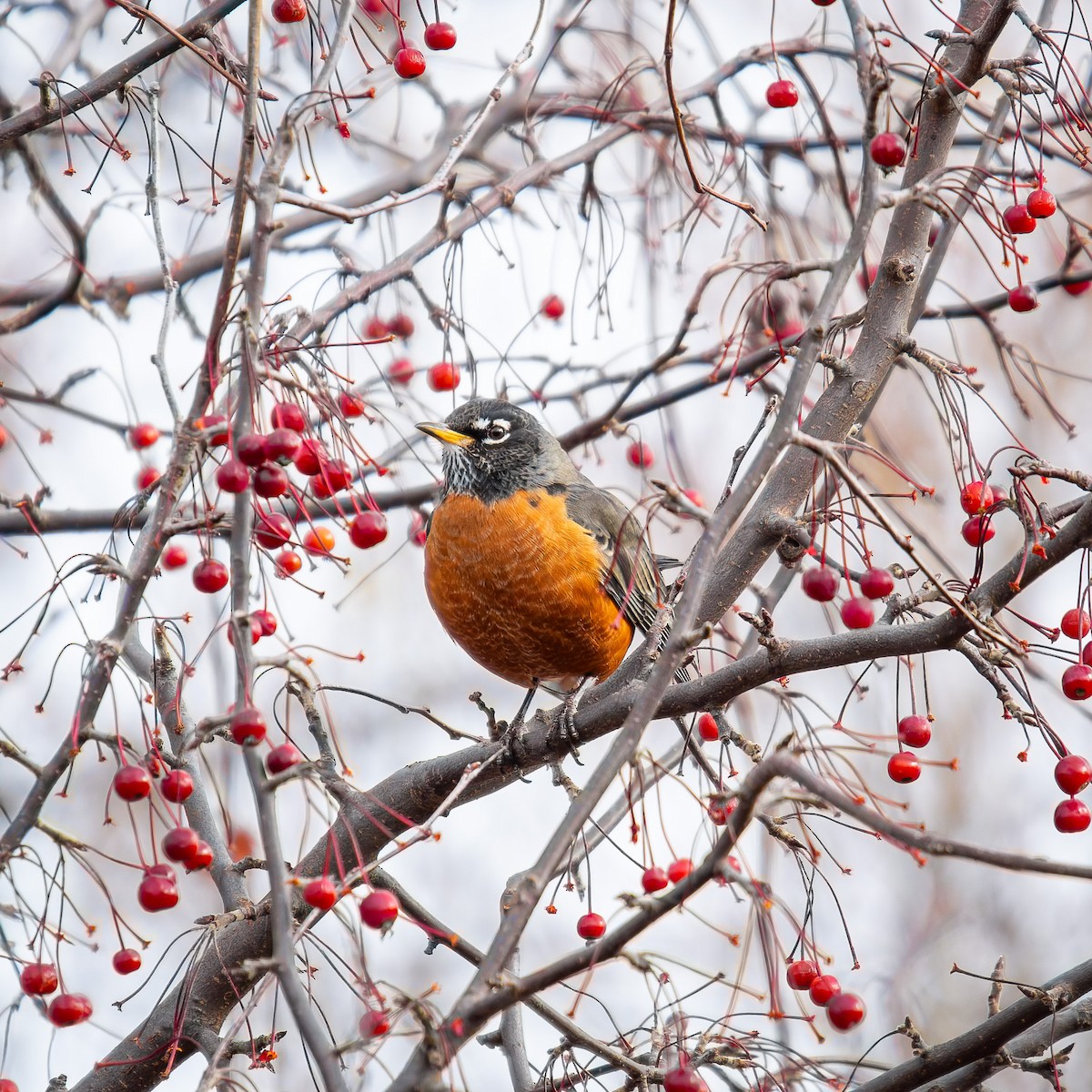 American Robin - ML646246387