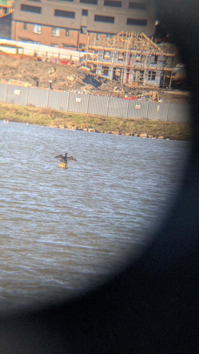 kormorán velký - ML646246392