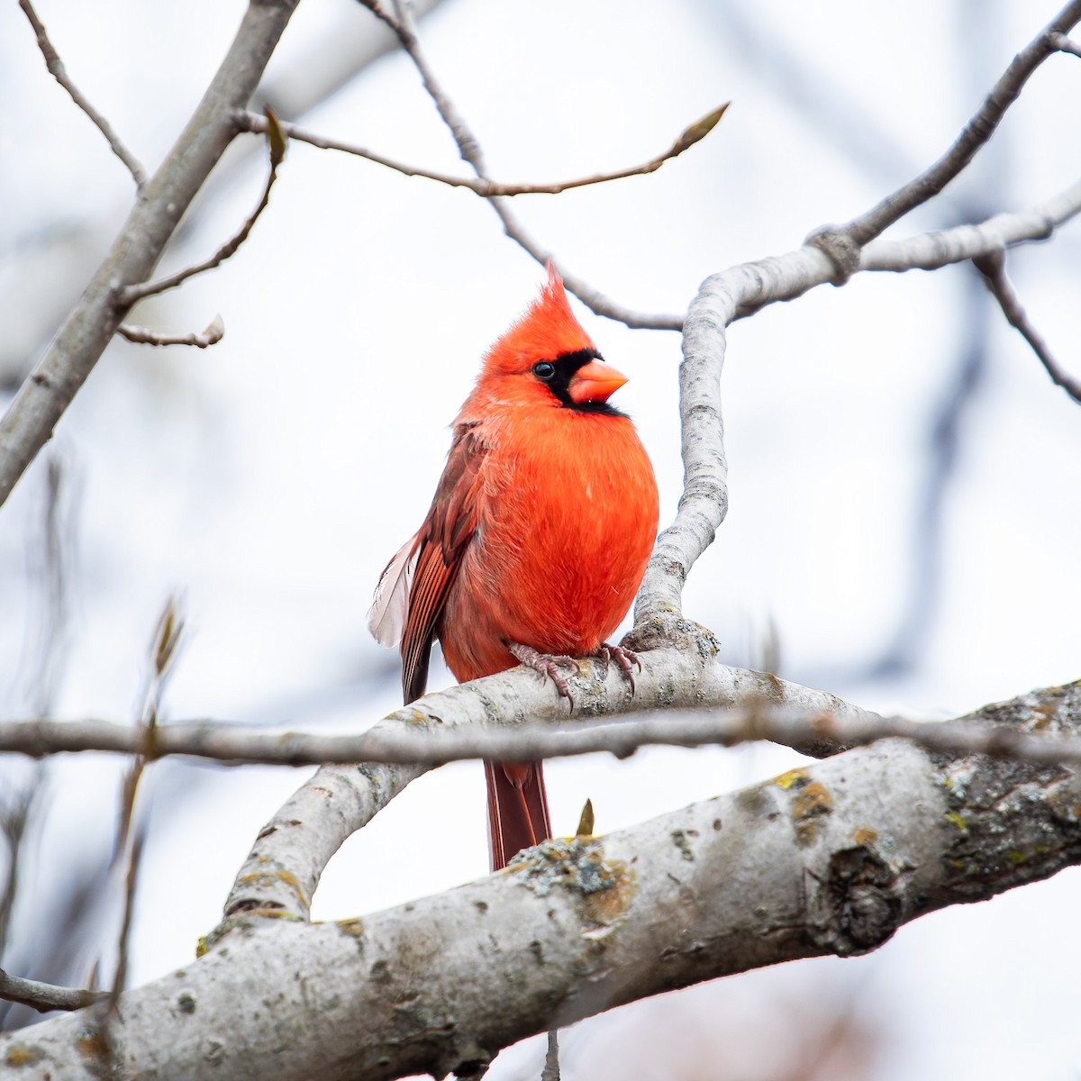 Northern Cardinal - ML646246395