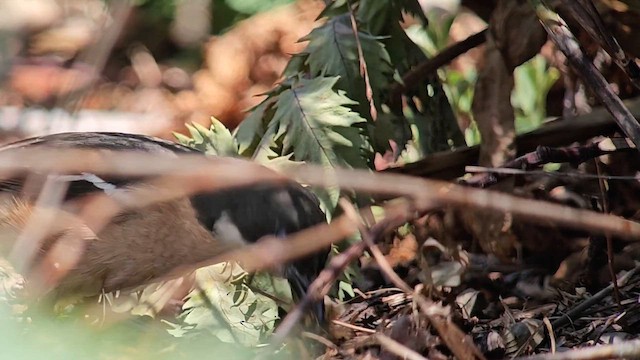 Southern Boubou - ML646246401