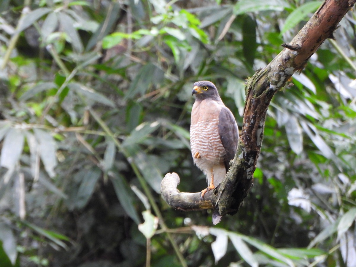 Roadside Hawk - ML646246405