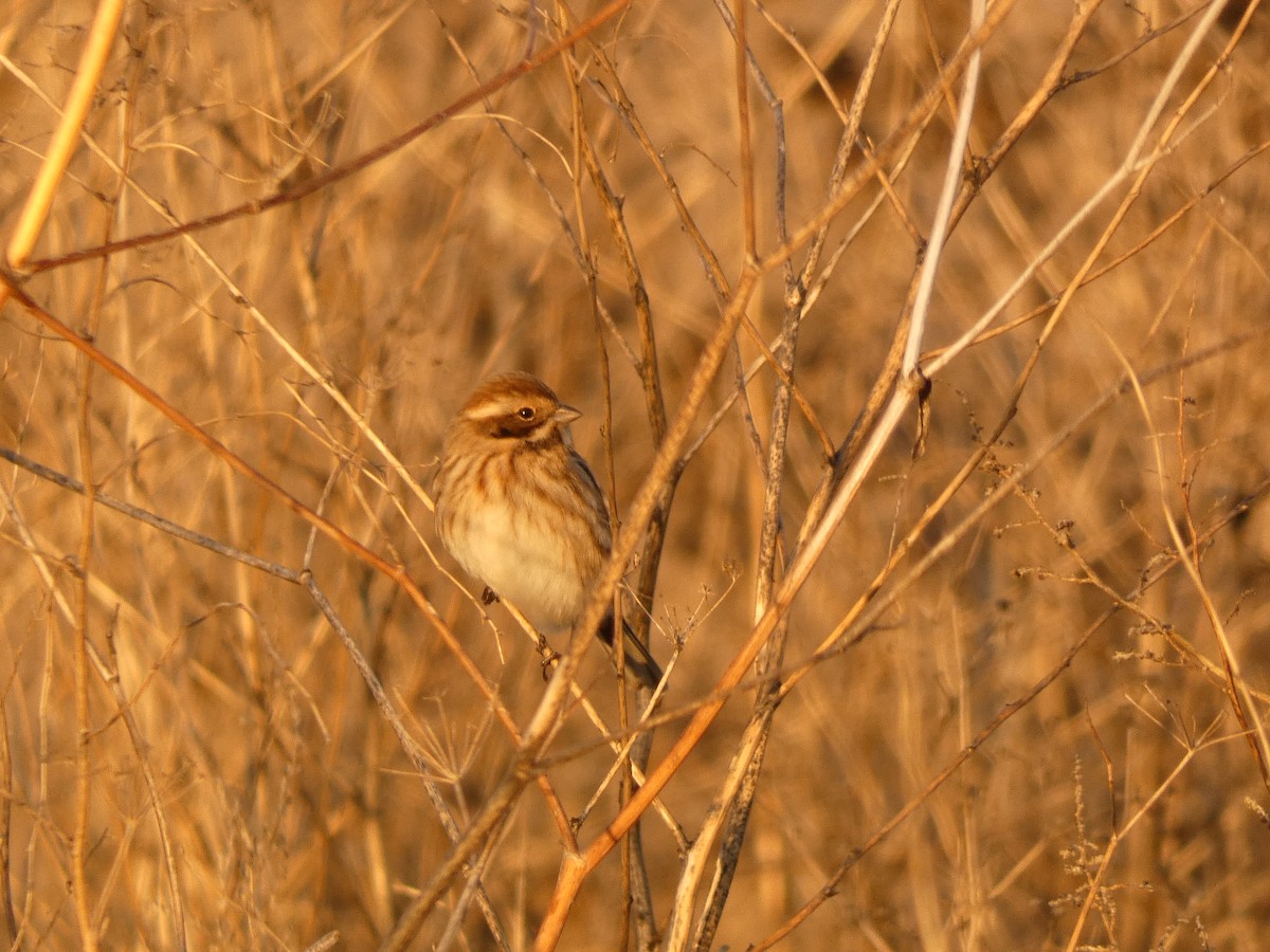 Reed Bunting - ML646246407