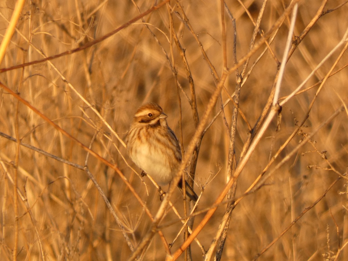 Reed Bunting - ML646246408