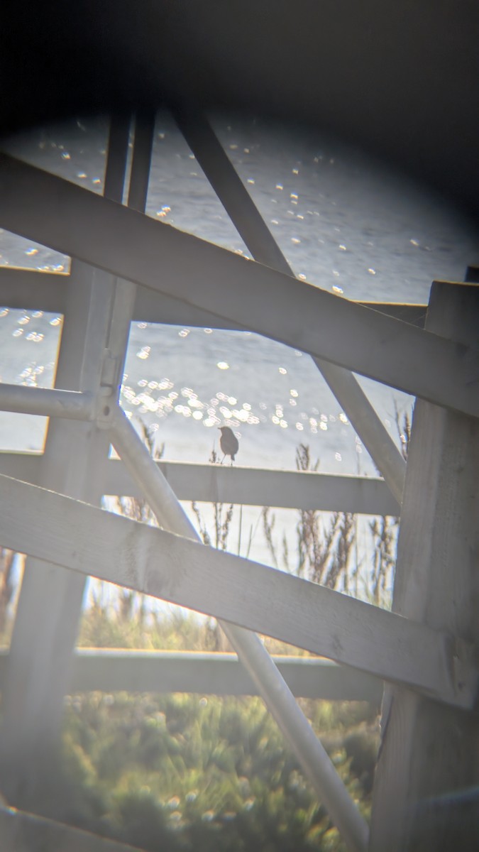 European Stonechat - ML646246410