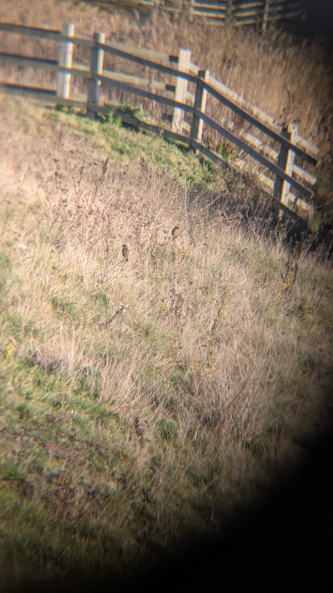 European Stonechat - ML646246411