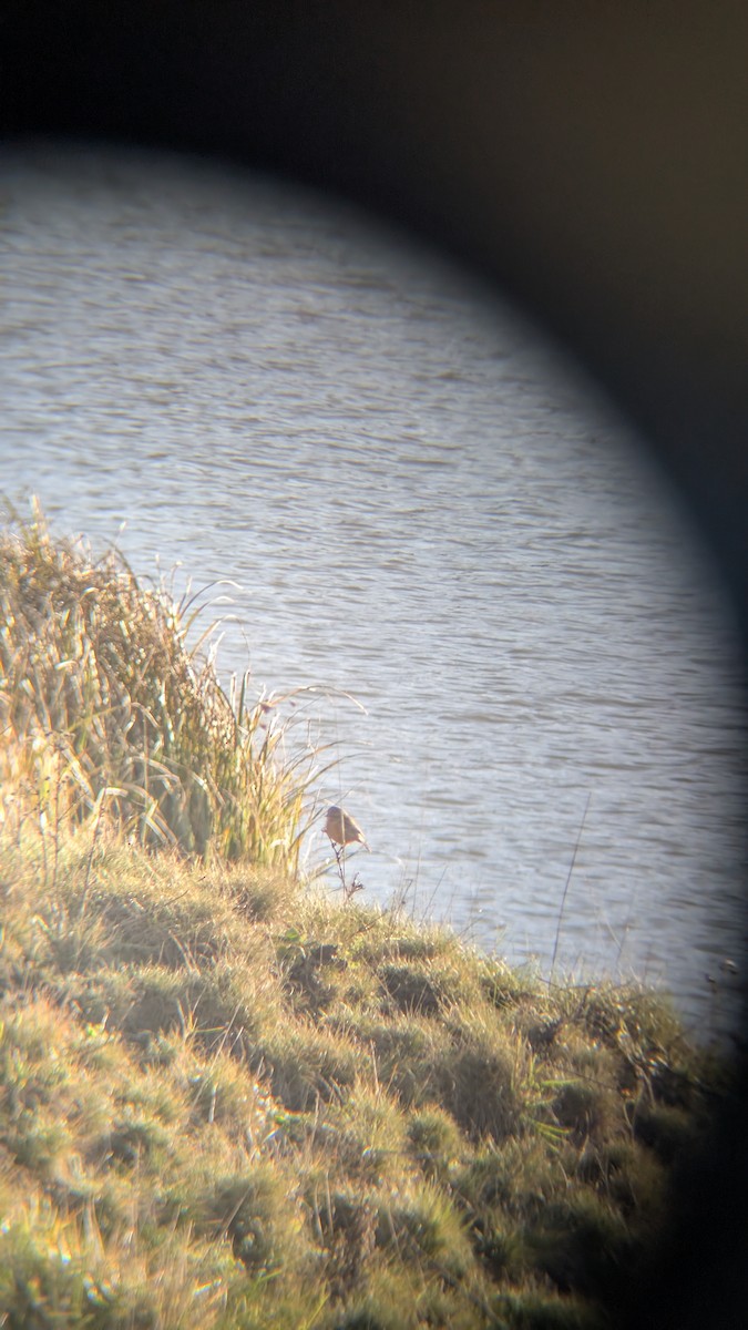 European Stonechat - ML646246412