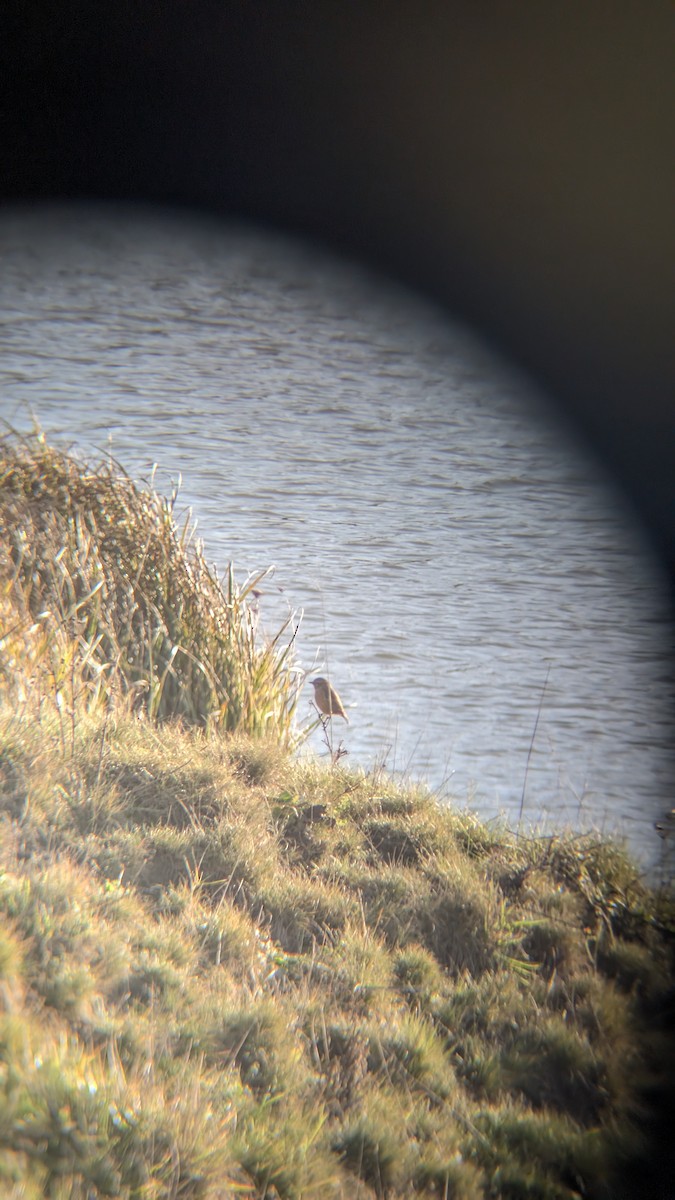 European Stonechat - ML646246413