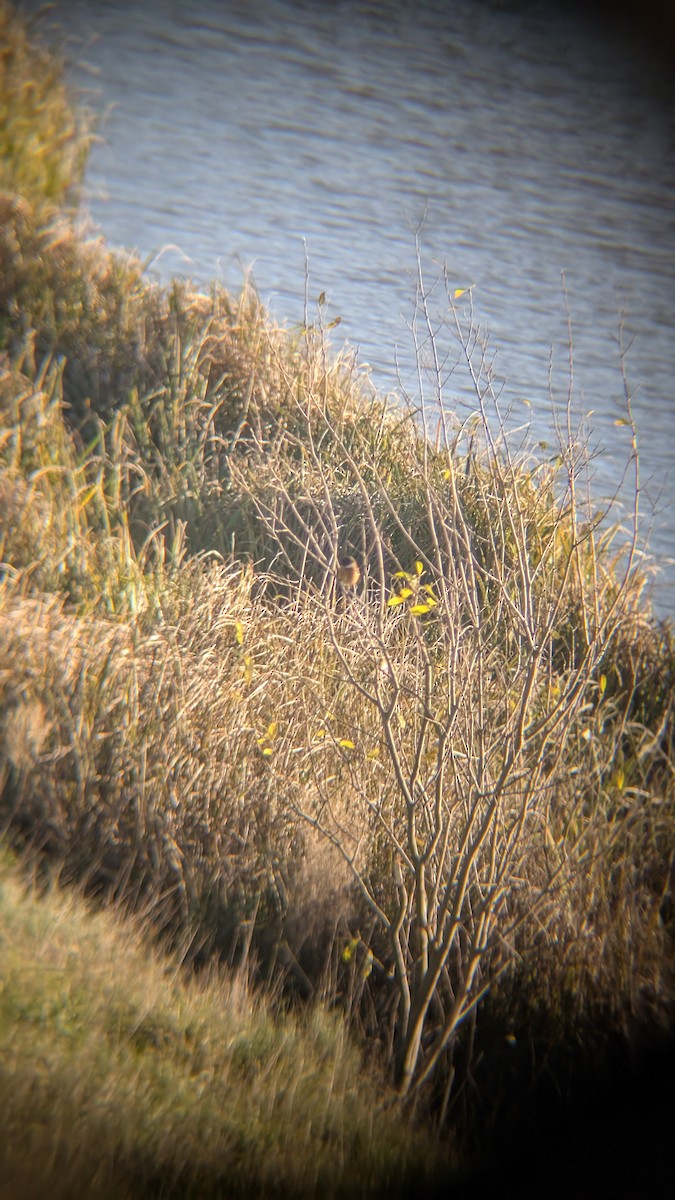 European Stonechat - ML646246414