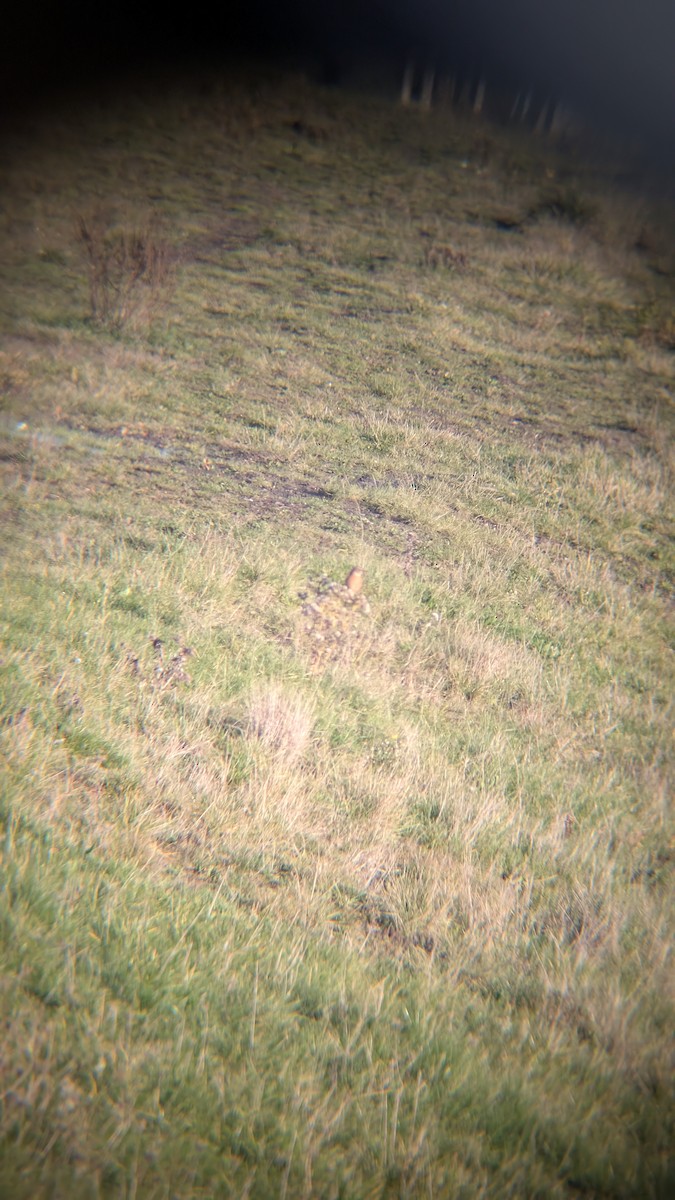European Stonechat - ML646246415