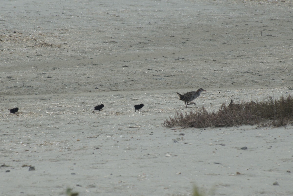 Buff-banded Rail - ML646246425