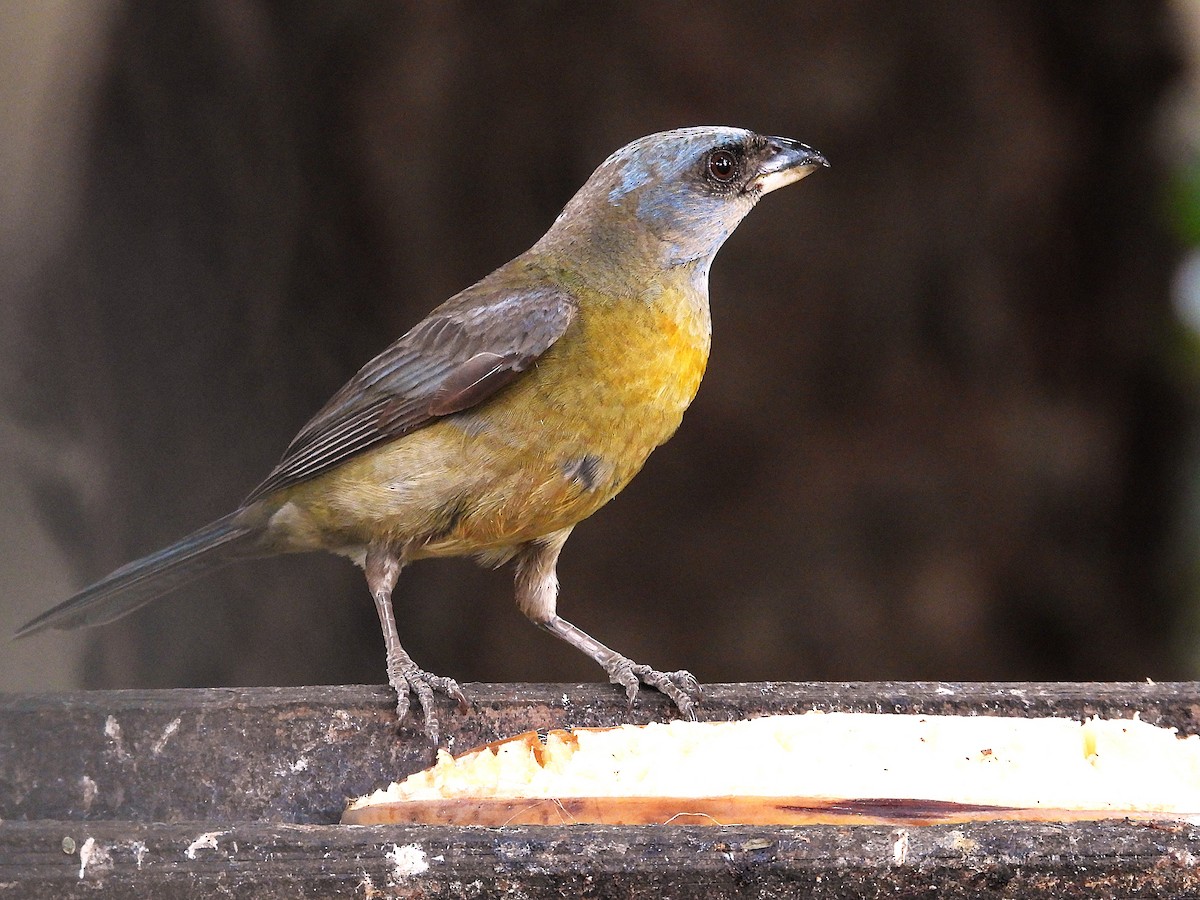 Blue-and-yellow Tanager - ML646246426