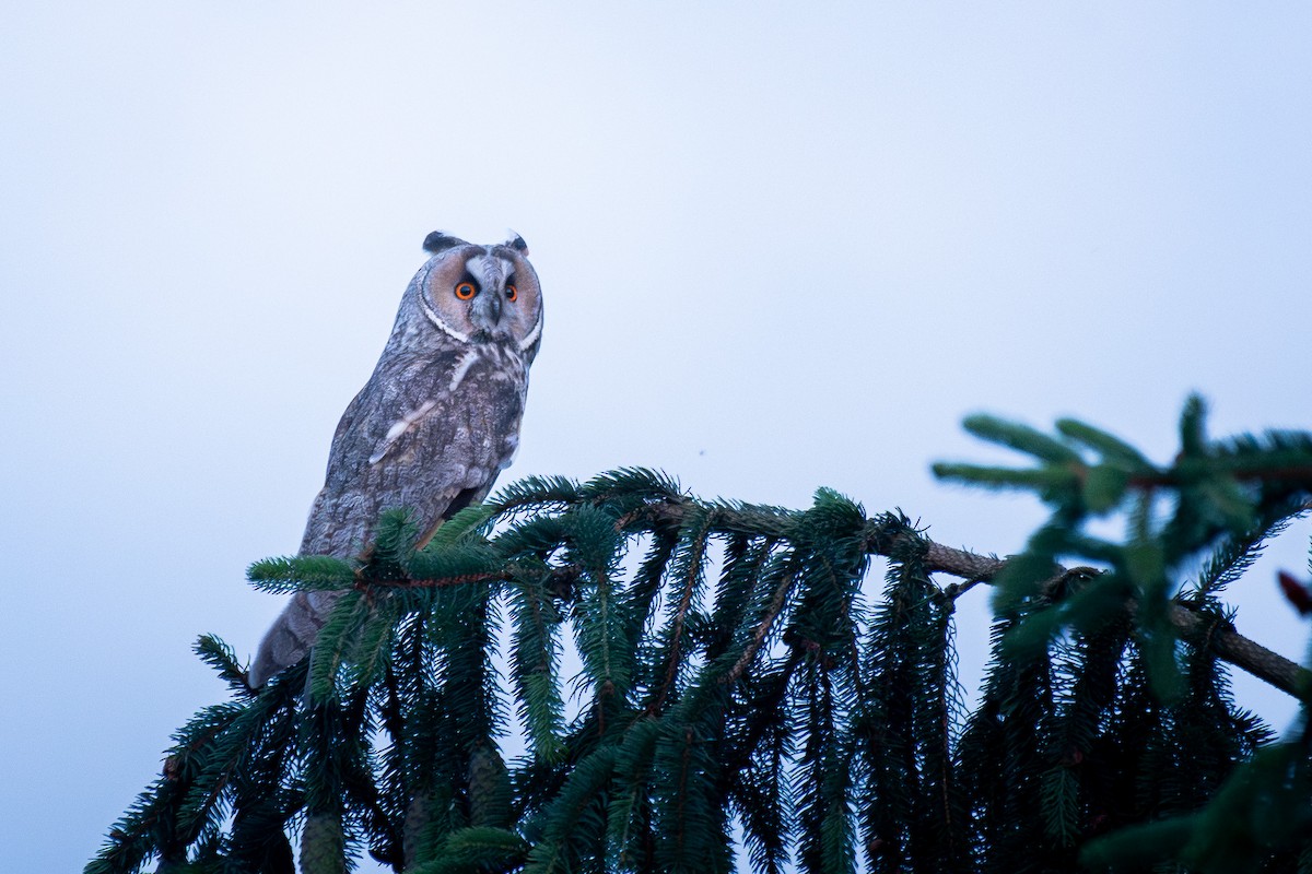 Соотон гуйванга - ML646246427