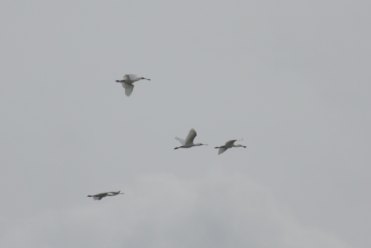 Royal Spoonbill - ML646246433