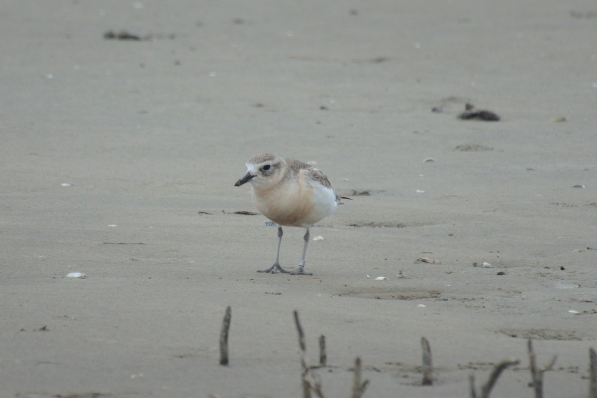 Red-breasted Dotterel - ML646246438