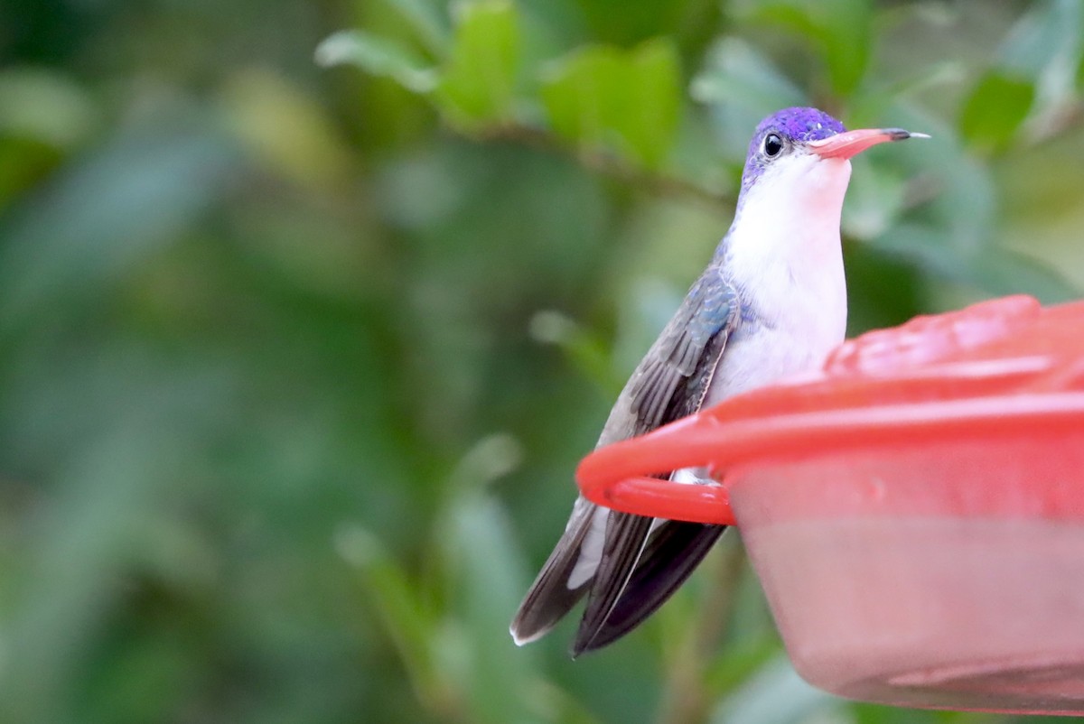 Veilchenscheitelamazilie - ML646246445