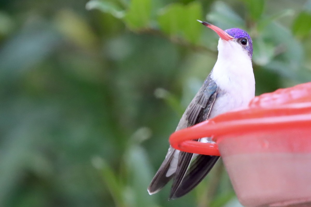 Violet-crowned Hummingbird - ML646246446