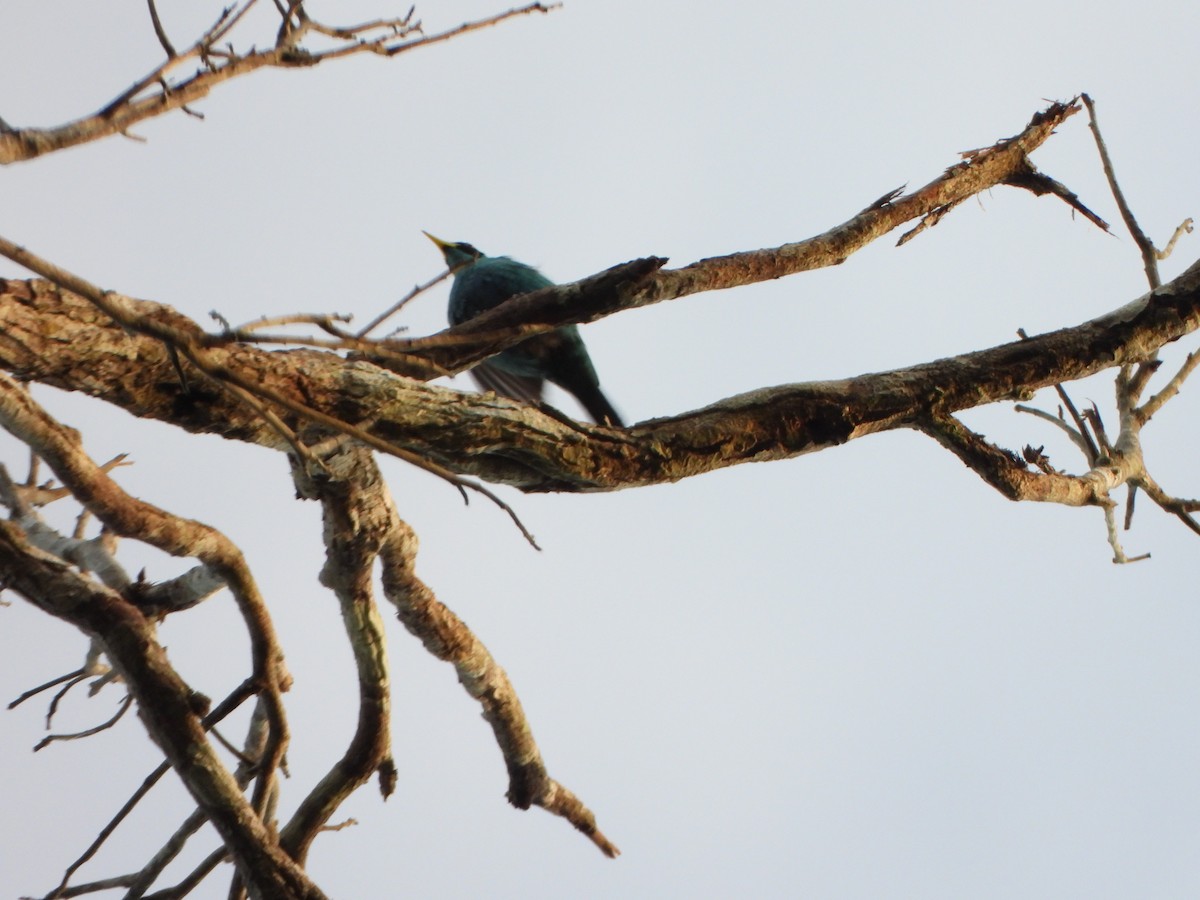 Kappennaschvogel - ML646246447