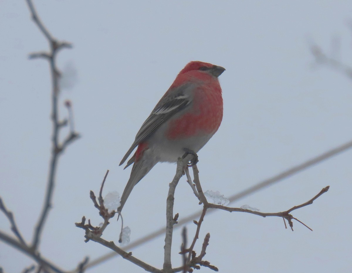 Hakengimpel - ML646246448