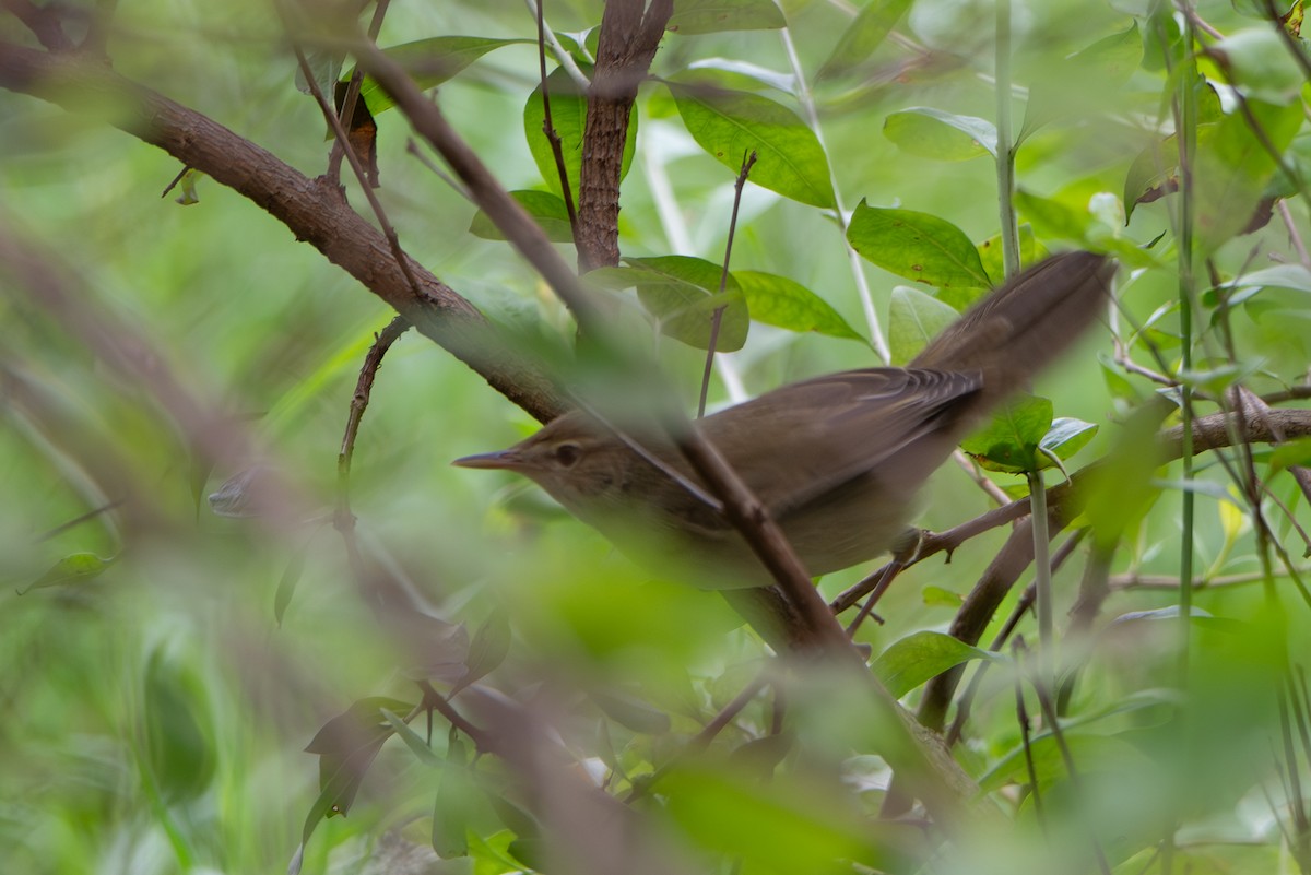 Buschspötter - ML646246449