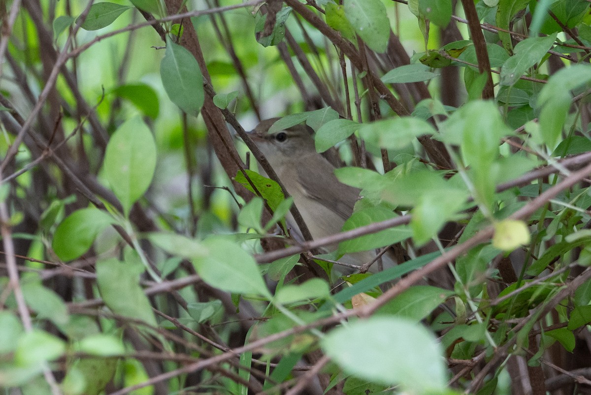 Buschspötter - ML646246450