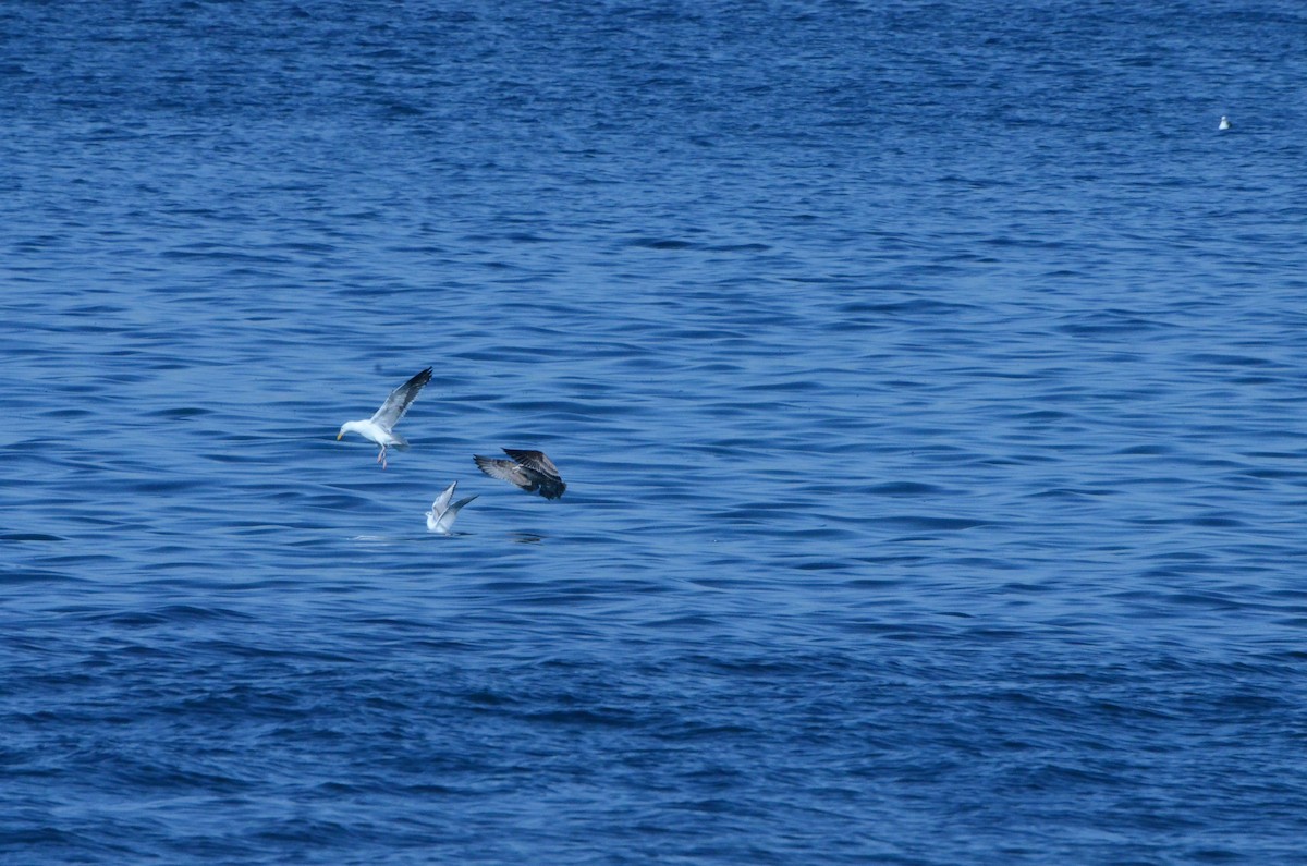 Bonapartemöwe - ML646246451