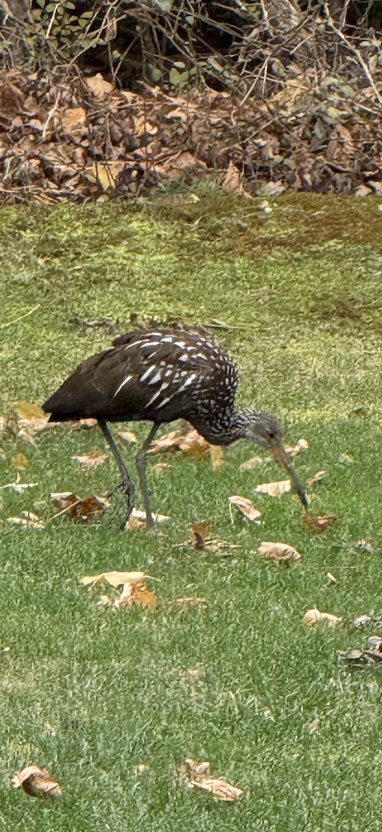 Limpkin (Speckled) - ML646246452