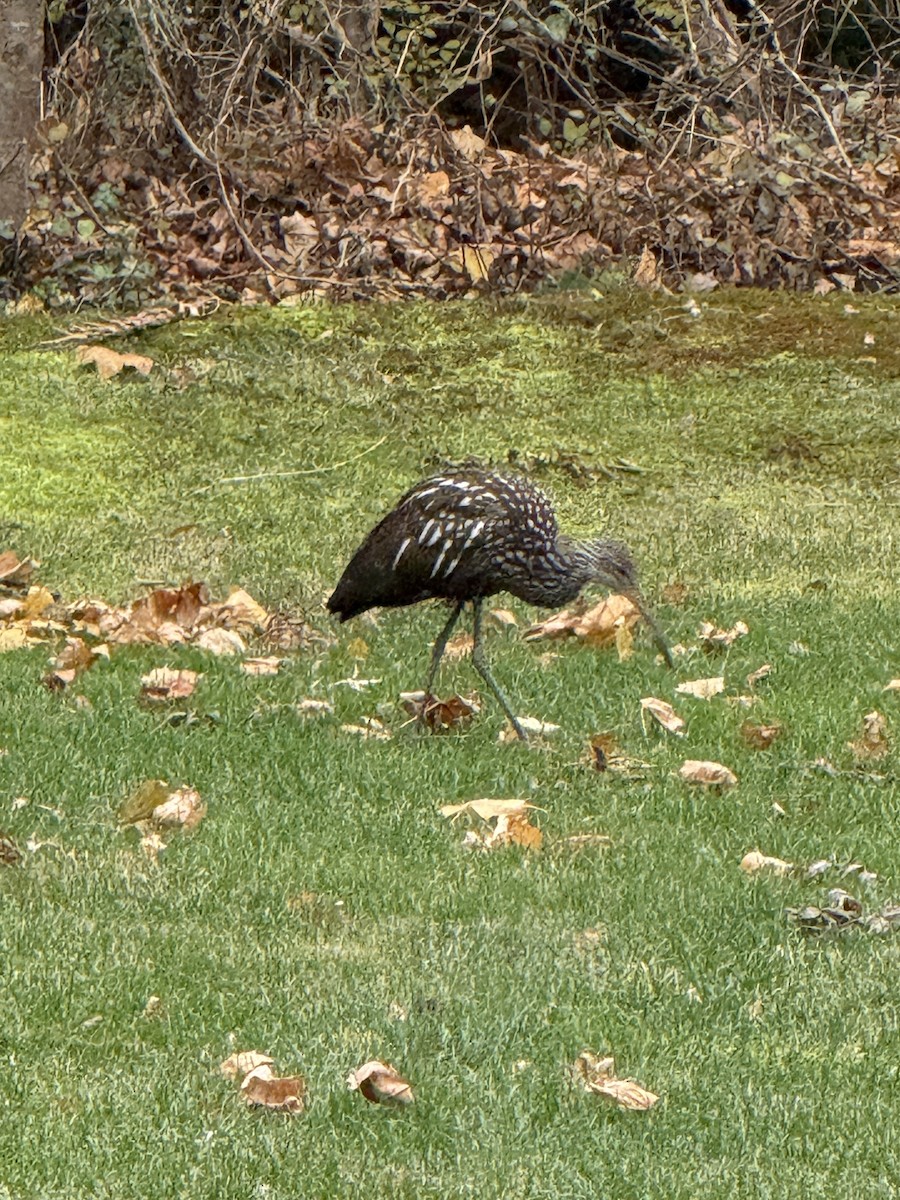 Limpkin (Speckled) - ML646246453
