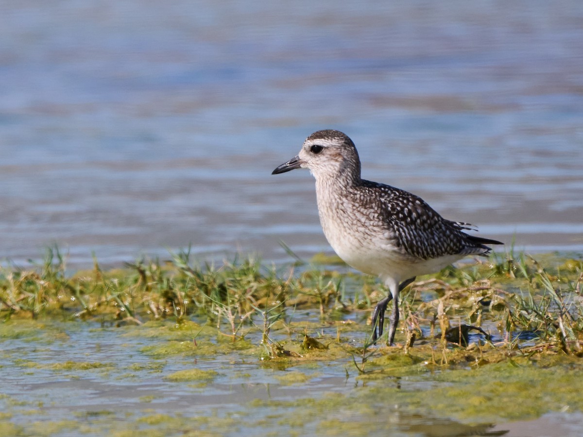 Kiebitzregenpfeifer - ML646246454