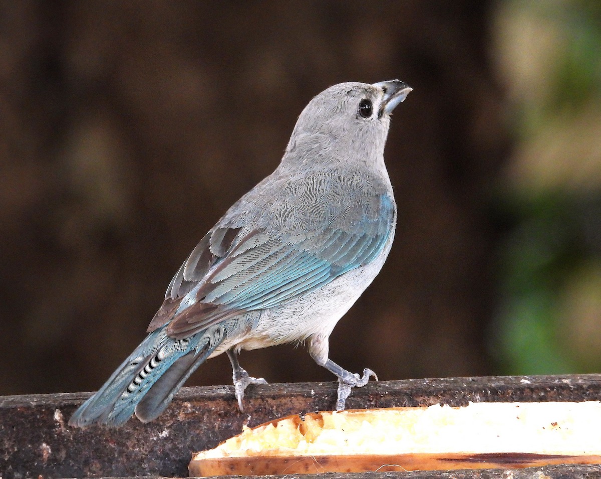 Sayacatangare - ML646246456