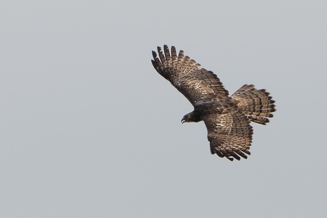 Schopfwespenbussard - ML646246457