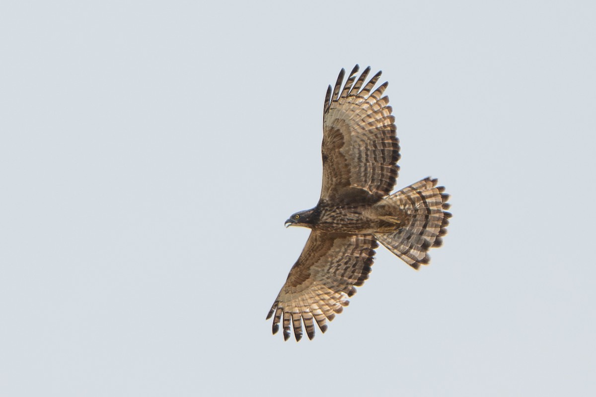 Schopfwespenbussard - ML646246458