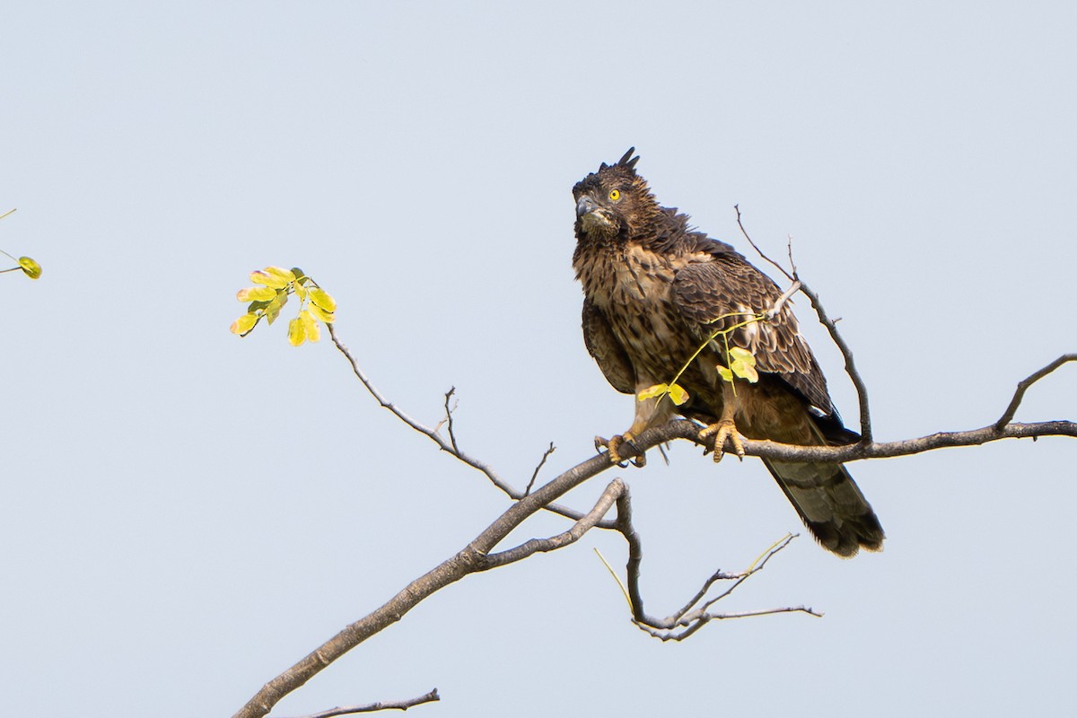Schopfwespenbussard - ML646246459