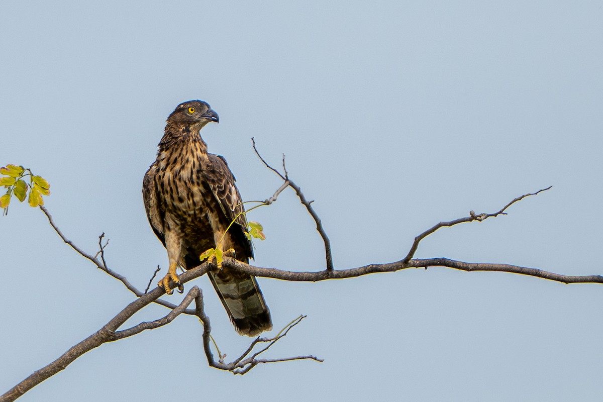 Schopfwespenbussard - ML646246460