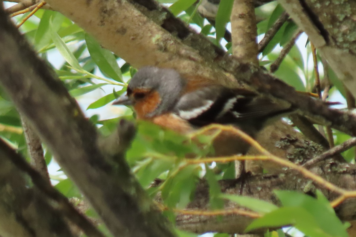 Buchfink - ML646246461