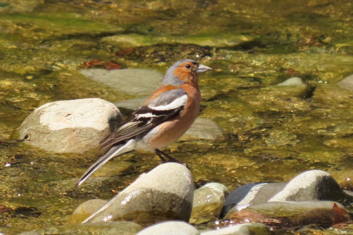 Buchfink - ML646246462