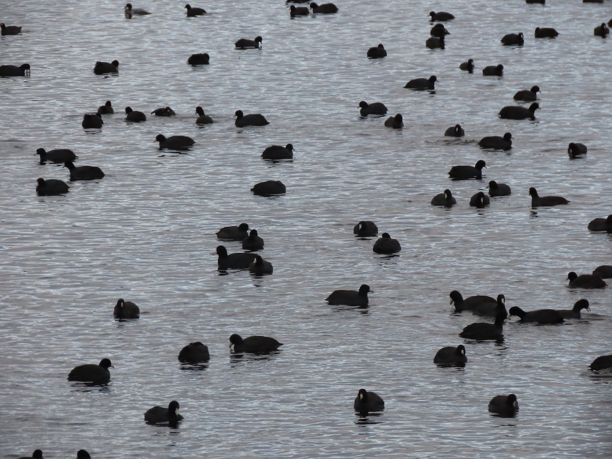 Indianerblässhuhn (rotschildig) - ML646246463