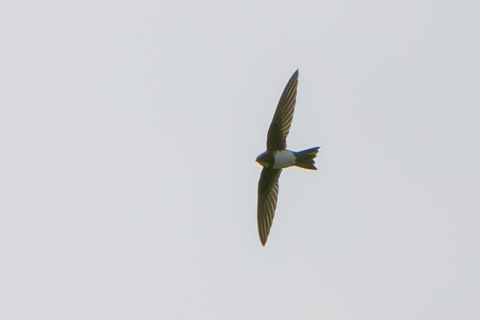 Alpensegler - ML646246464