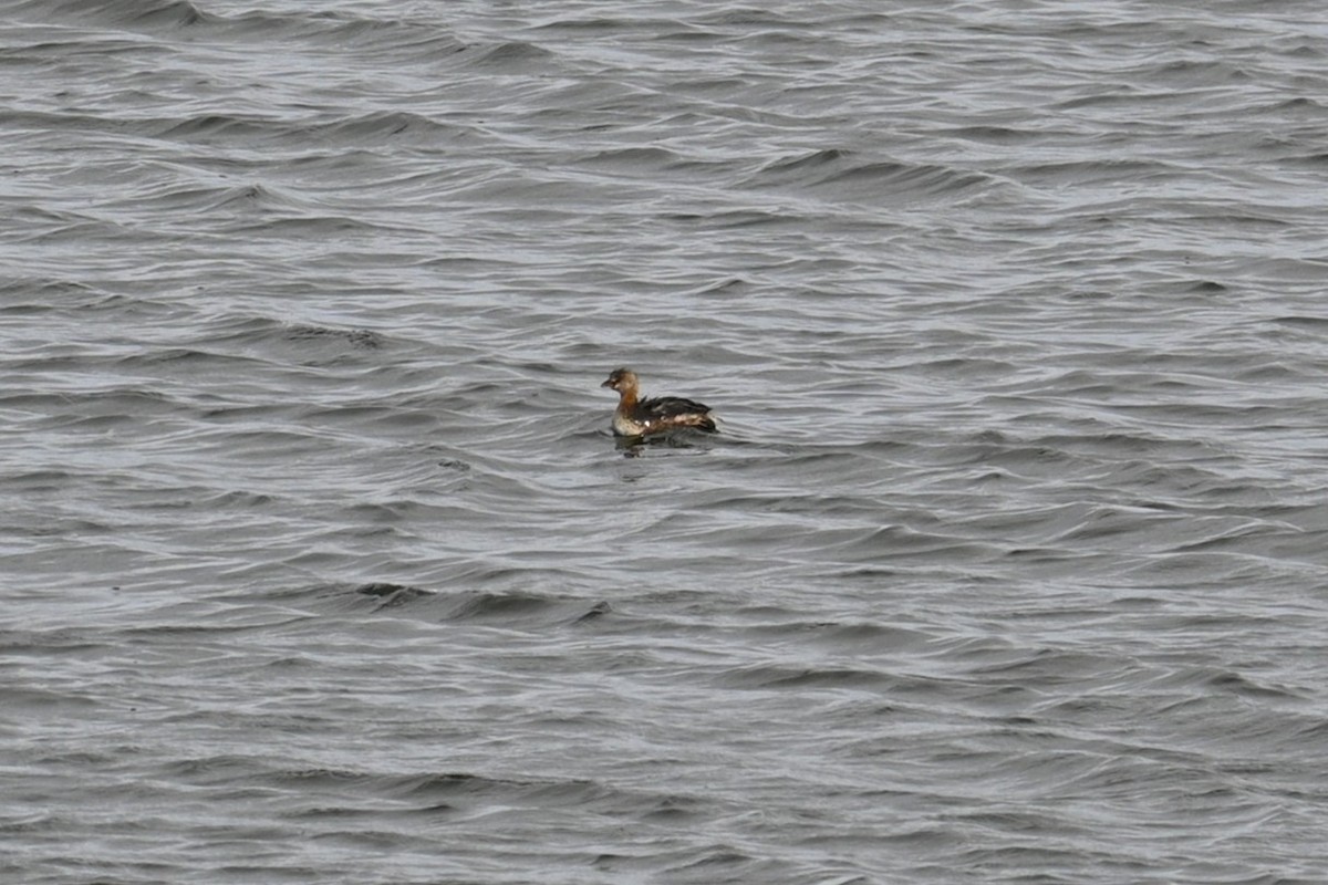 Bindentaucher - ML646246465